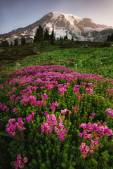 Pink Flowers and Rainier
