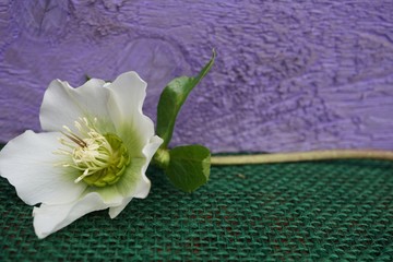 Obraz na płótnie Canvas Helleborus flower close up