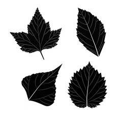 Leaves. Vector illustration, isolated on a white.