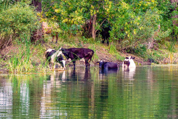 Cows stand in the water on a hot day