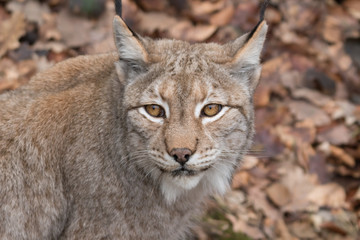Fototapeta premium ryś