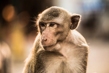 Monkey, Macaque, Looking Up, Animal Head, Mammal
