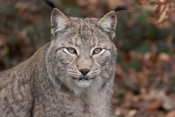 Luchs