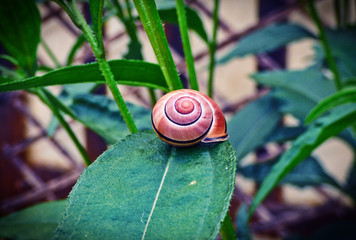 Escargot sur une feuille verte