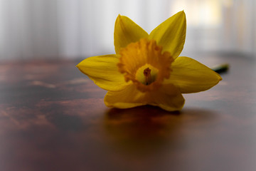 yellow daffodils on brown background