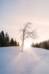 Winterlandschaft (Sonnenaufgang)