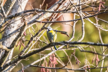 eurasian blue tit sitting on a branch