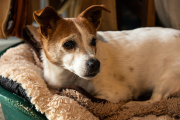 Close up of an elderly brown and white Jack Russell Terrier