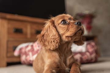 A single ruby Cavalier King Charles Spaniel puppy.