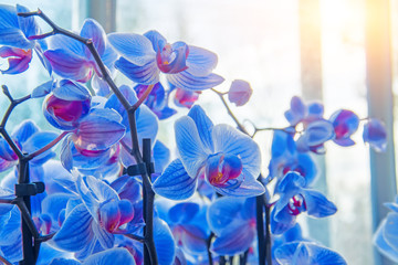 Many flowers blooming blue orchids in a pot