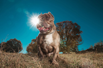 American bully looking eagerly away with tongue exposed