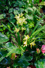 greenhouse with different tropical plants and flowers, huge leaves, a variety of colors, palm trees, vines, monsters