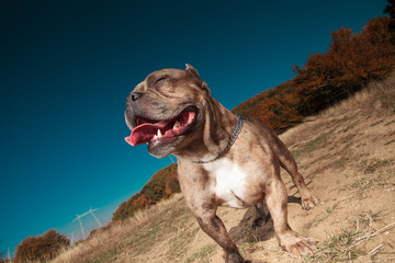 American bully panting in a field with eyes closed