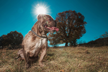 American bully sitting in a field while panting