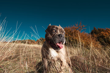 American bully looking curiously to side in a field