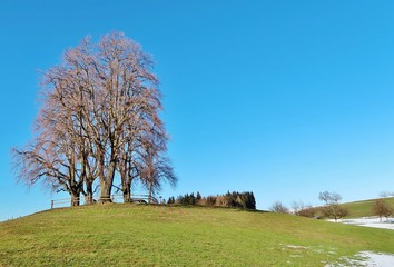 Obraz premium Baumgruppe im Frühling