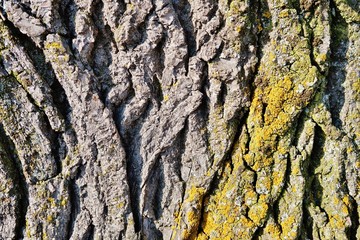 Rinde einer Linde