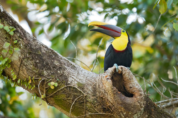 Yellow-throated toucan (Ramphastos ambiguus) is a large toucan in the family Ramphastidae found in Central and northern South America. 