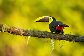 Yellow-throated toucan (Ramphastos ambiguus) is a large toucan in the family Ramphastidae found in Central and northern South America. 