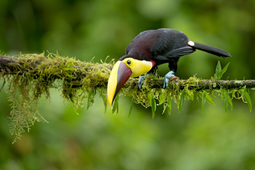Yellow-throated toucan (Ramphastos ambiguus) is a large toucan in the family Ramphastidae found in Central and northern South America. 