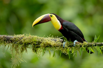 Yellow-throated toucan (Ramphastos ambiguus) is a large toucan in the family Ramphastidae found in Central and northern South America. 