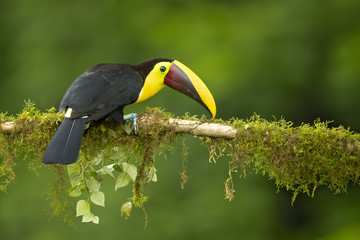 Yellow-throated toucan (Ramphastos ambiguus) is a large toucan in the family Ramphastidae found in Central and northern South America. 