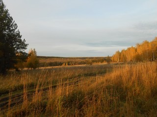 Obraz premium Autumn landscape with rural road and trees in the evening.