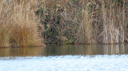 The bittern makes a similar verse to the bellow