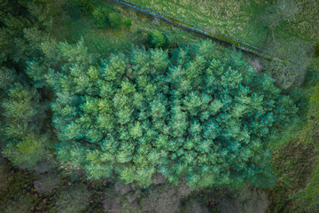 An aerial view of a green pine forest