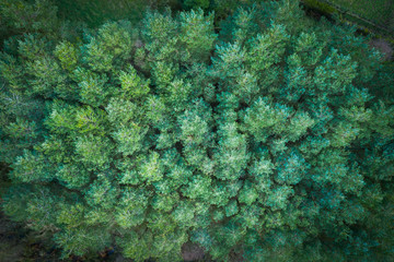 An aerial view of a green pine forest