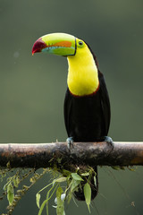 Keel-billed toucan (Ramphastos sulfuratus), also known as sulfur-breasted toucan or rainbow-billed toucan, is a colorful Latin American member of the toucan family. It is the national bird of Belize