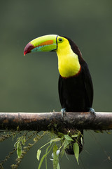 Keel-billed toucan (Ramphastos sulfuratus), also known as sulfur-breasted toucan or rainbow-billed toucan, is a colorful Latin American member of the toucan family. It is the national bird of Belize