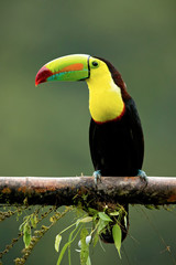 Keel-billed toucan (Ramphastos sulfuratus), also known as sulfur-breasted toucan or rainbow-billed toucan, is a colorful Latin American member of the toucan family. It is the national bird of Belize