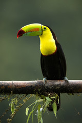 Keel-billed toucan (Ramphastos sulfuratus), also known as sulfur-breasted toucan or rainbow-billed toucan, is a colorful Latin American member of the toucan family. It is the national bird of Belize