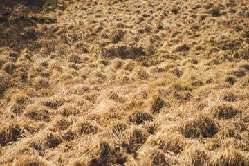 A windy day on an English moorland