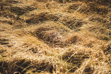 A windy day on an English moorland