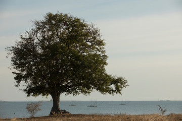 Fototapeta na wymiar One tree and beautiful lake,One tree with a beautiful river and sky background