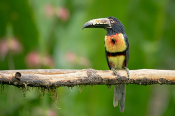 Collared aracari or collared araçari (Pteroglossus torquatus) is a toucan, a near-passerine bird. It breeds from southern Mexico to Panama; also Ecuador, Colombia, Venezuela and Costa Rica