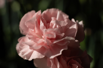 Goździk kwiat jasny róż makro płatek - obrazy, fototapety, plakaty