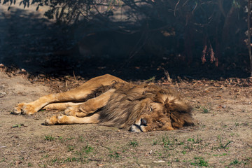 Sleeping male lion