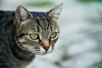 close up of a domestic cat