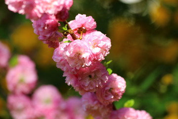 mandelblüte
