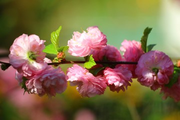 Fototapeta na wymiar mandelblüte