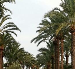 Fototapeta na wymiar Many palm trees