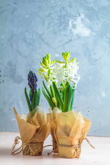 Two white hyacinths and blue hyacinth in pots