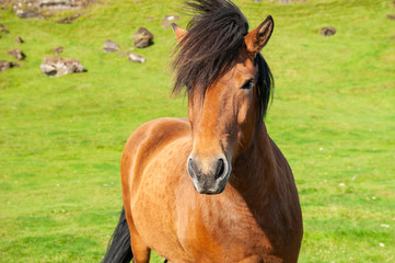 Beautiful brown icelandic horse on green grass background. Southern Iceland.