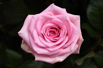 pink rose in the garden