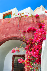 Traditional greek architecture and Bougainvillea tree with pink flowers. Santorini island, Greece.