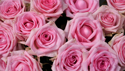 bouquet of pink roses