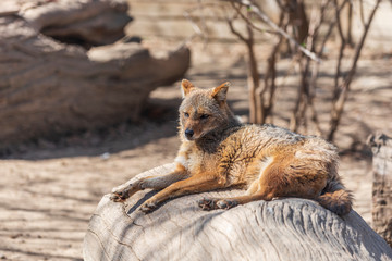 Canis aureus jackal